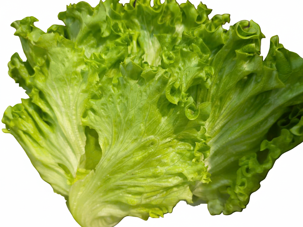 Xà lách lo lo xanh